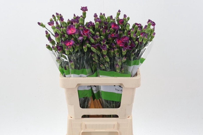 <h4>Di Solomio Fire Fly It</h4>