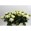Paeonia Ivory Victory