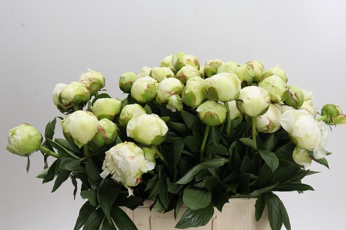 Paeonia Ivory Victory