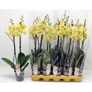 Phalaenopsis Anthura Volterra 12Ø 70cm 2st 18fl