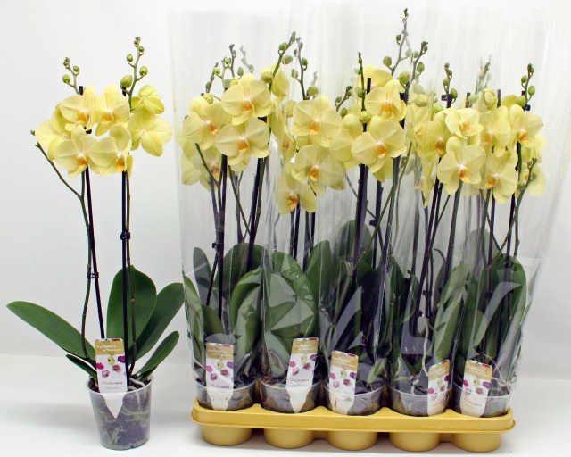 Phalaenopsis Anthura Volterra 12Ø 70cm 2st 18fl