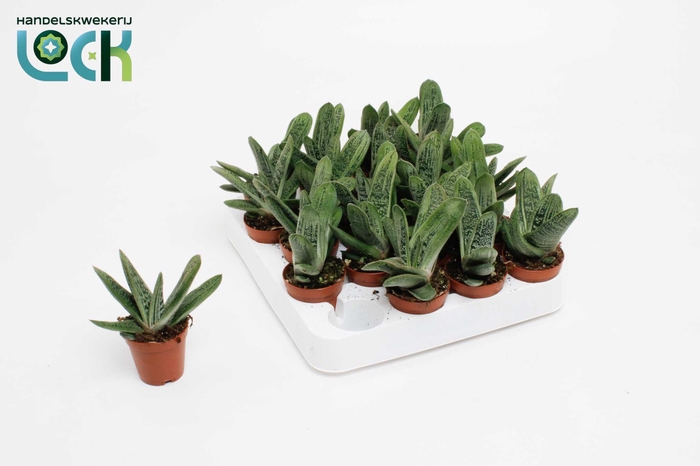 <h4>Gasteria Littele Worthy</h4>