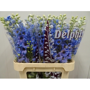 DELPHINIUM DU 'DEWI AZUL'