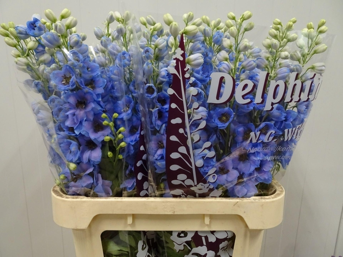 <h4>DELPHINIUM DU 'DEWI AZUL'</h4>