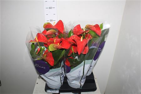 <h4>Anthu An Bambino Red 6+ Bloemen</h4>