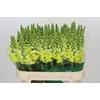 Antirrhinum Opus Yellow