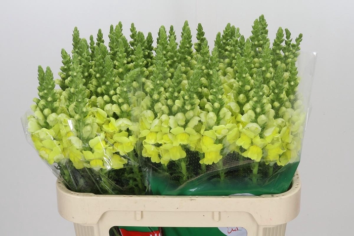 <h4>Antirrhinum Opus Yellow</h4>