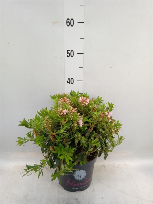 <h4>Rhododendron   ...</h4>