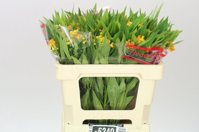 <h4>Asclepias Silky Gold</h4>