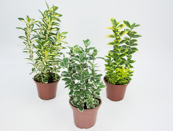 <h4>EUONYMUS VARIADO P15</h4>