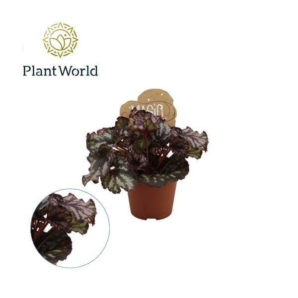 <h4>Begonia rex Cumbia</h4>