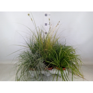 Carex   ...mix
