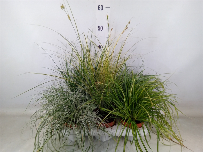 <h4>Carex   ...mix</h4>