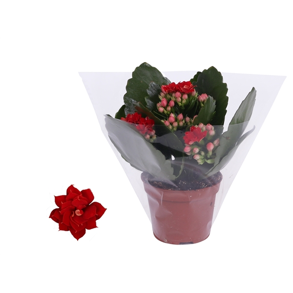 <h4>Kalanchoe Rosalina 06cm Don Justino rood, Blanco hoes</h4>