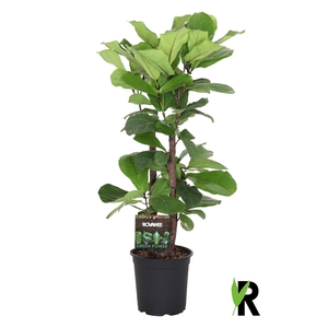 Ficus lyrata