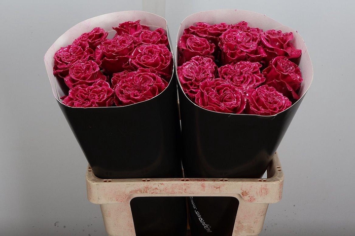 Wax-Rozen Wax Exclusief Cerise