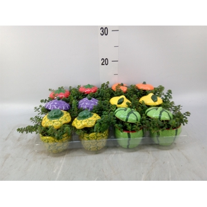 Arr.   Kamerplant Groen L%