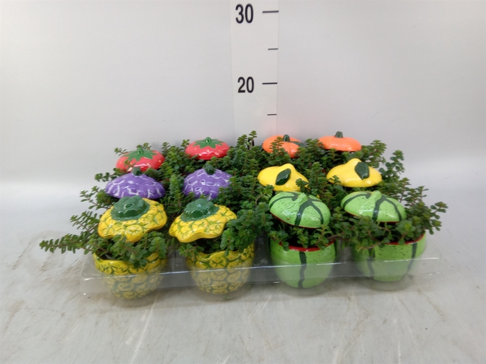 <h4>Arr.   Kamerplant Groen L%</h4>
