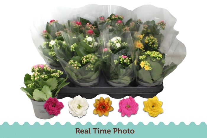 <h4>KAL GE GEM 5 KL</h4>