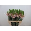 Antir Avignon Pink
