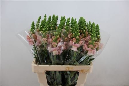 <h4>Antir Avignon Pink</h4>