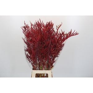 Bromelia Red Paloma