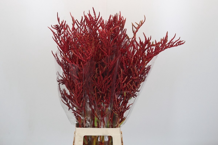 Bromelia Red Paloma