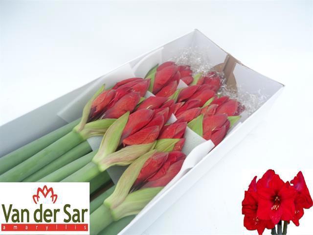 <h4>HIPP GA RED LION</h4>