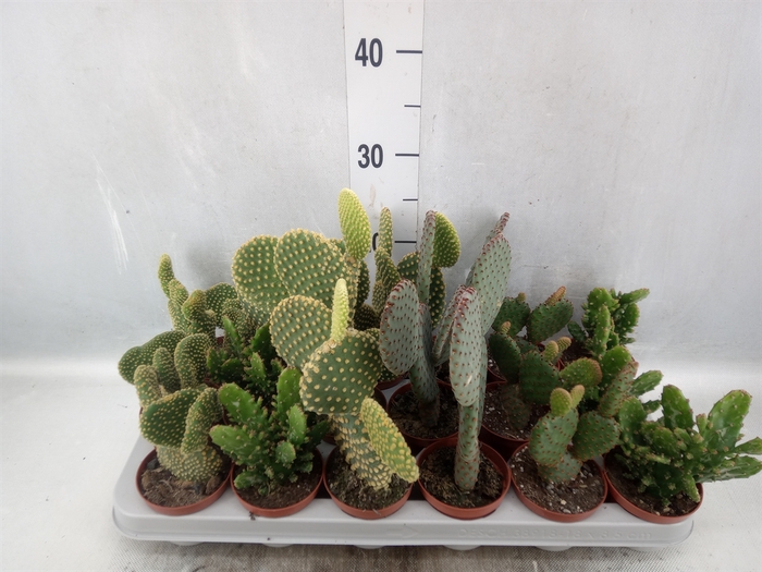 <h4>Opuntia</h4>