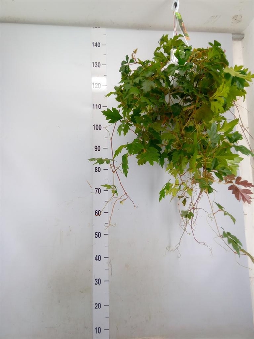 <h4>Cissus rhombifolia 'Ellen Danica'</h4>