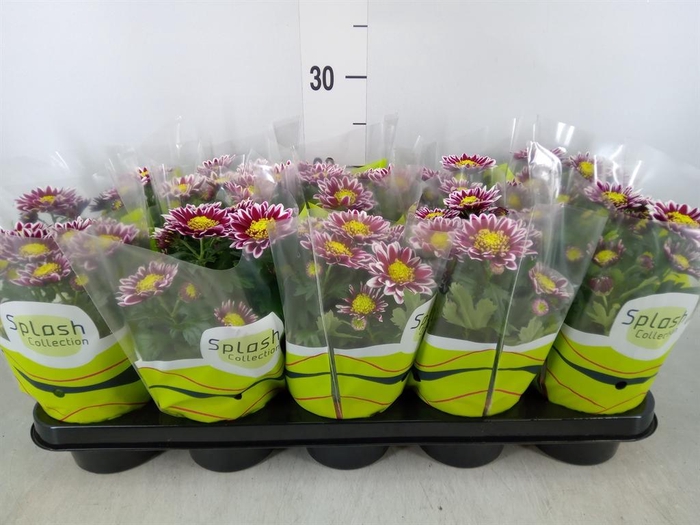 <h4>Chrysanthemum 'Splash Rocker'</h4>