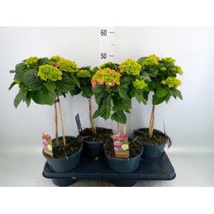 Hydrangea mac.   ...