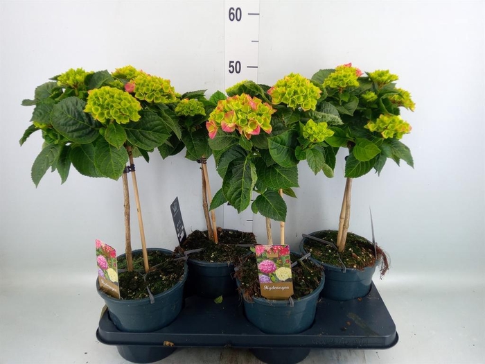 <h4>Hydrangea mac. ...</h4>