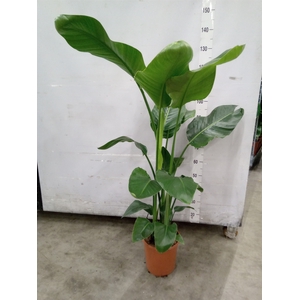 Strelitzia nicolai