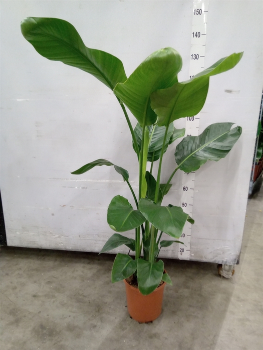<h4>Strelitzia nicolai</h4>
