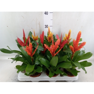 Vriesea   ...mix