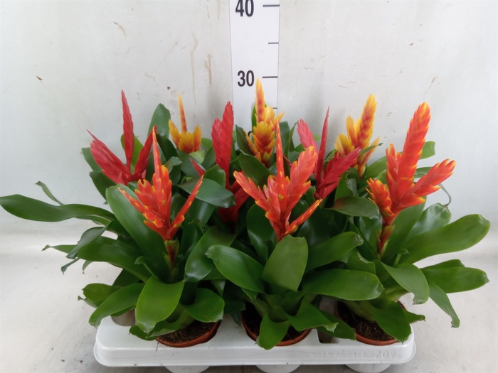<h4>Vriesea   ...mix</h4>