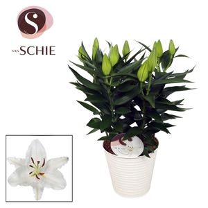 Oriental Wit 19cm ZINK