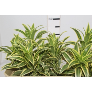 FOLHAGEM DRACENA PLEOMELE VARIEGATA