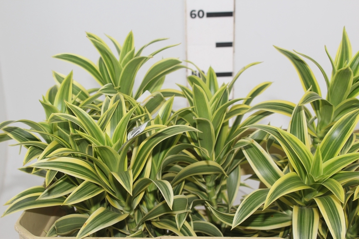 FOLHAGEM DRACENA PLEOMELE VARIEGATA