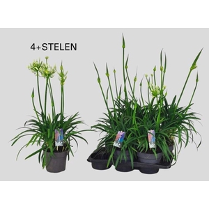 AGAPA PITCHOUN WHITE