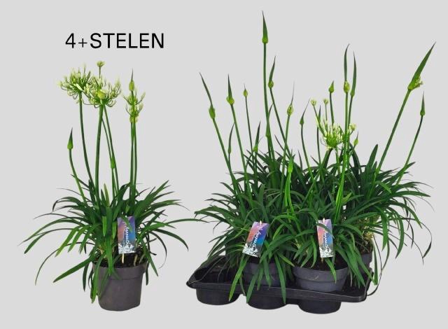 <h4>AGAPA PITCHOUN WHITE</h4>