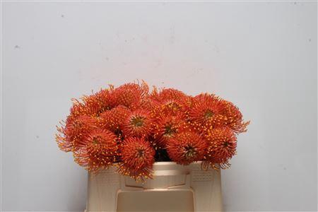 <h4>Leuco Gold Dust</h4>