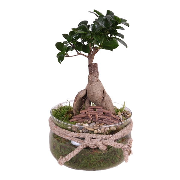 <h4>Ficus m. Ginseng pot ø09cm in ø16cm Glass Vase with rope</h4>