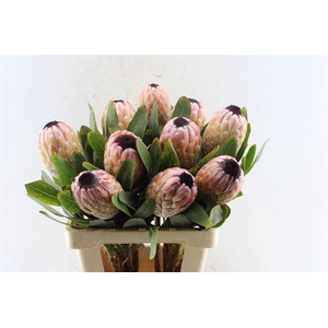 Protea Susara