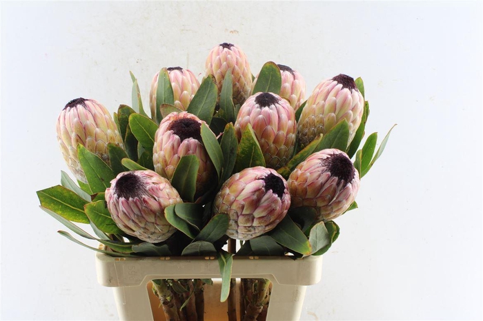 <h4>Protea Susara</h4>