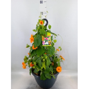 Thunbergia  'Suzie Orange wEye'