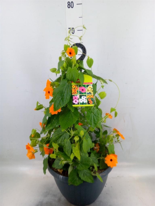 <h4>Thunbergia  'Suzie Orange wEye'</h4>