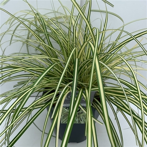 Graminées Carex 'Evergold'