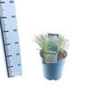 Miscanthus Adagio